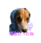 コーギーににむら 第2弾（個別スタンプ：10）
