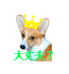 コーギーににむら 第2弾（個別スタンプ：11）