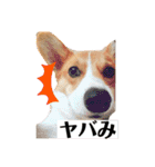 コーギーににむら 第2弾（個別スタンプ：12）