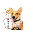 コーギーににむら 第2弾（個別スタンプ：13）