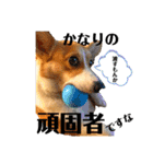 コーギーににむら 第2弾（個別スタンプ：22）