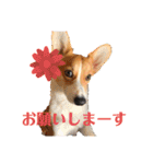 コーギーににむら 第2弾（個別スタンプ：31）