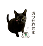 くろねこ かーすけ (写真)（個別スタンプ：2）