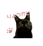 くろねこ かーすけ (写真)（個別スタンプ：5）