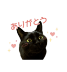 くろねこ かーすけ (写真)（個別スタンプ：6）