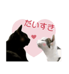 くろねこ かーすけ (写真)（個別スタンプ：8）