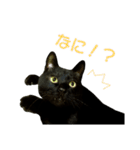 くろねこ かーすけ (写真)（個別スタンプ：12）