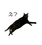 くろねこ かーすけ (写真)（個別スタンプ：17）