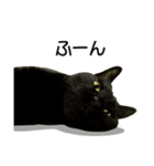 くろねこ かーすけ (写真)（個別スタンプ：20）