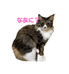 うちのにゃんこたち 2歳になりました（個別スタンプ：1）