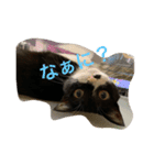 うちのにゃんこたち 2歳になりました（個別スタンプ：4）