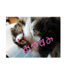 うちのにゃんこたち 2歳になりました（個別スタンプ：5）