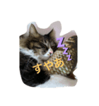 うちのにゃんこたち 2歳になりました（個別スタンプ：10）