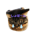 うちのにゃんこたち 2歳になりました（個別スタンプ：14）