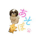 シーズー犬メープル（個別スタンプ：1）