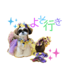 シーズー犬メープル（個別スタンプ：2）