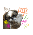 シーズー犬メープル（個別スタンプ：3）