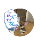 シーズー犬メープル（個別スタンプ：4）