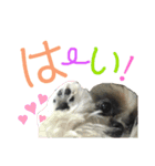 シーズー犬メープル（個別スタンプ：5）