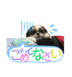 シーズー犬メープル（個別スタンプ：6）
