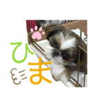 シーズー犬メープル（個別スタンプ：7）