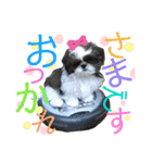 シーズー犬メープル（個別スタンプ：8）