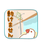 文鳥病院＊入院編（個別スタンプ：15）