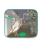 文鳥病院＊入院編（個別スタンプ：24）