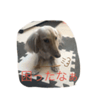 アウディの日常②（個別スタンプ：7）