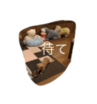 アウディの日常②（個別スタンプ：12）