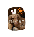 アウディの日常②（個別スタンプ：16）