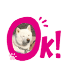 白柴ももたろう 4（個別スタンプ：2）