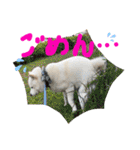 白柴ももたろう 4（個別スタンプ：8）