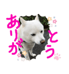 白柴ももたろう 4（個別スタンプ：9）