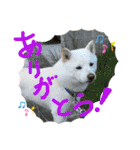白柴ももたろう 4（個別スタンプ：10）