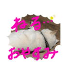 白柴ももたろう 4（個別スタンプ：16）