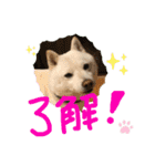 白柴ももたろう 4（個別スタンプ：17）