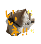 白柴ももたろう 4（個別スタンプ：20）