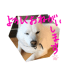 白柴ももたろう 4（個別スタンプ：21）