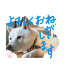 白柴ももたろう 4（個別スタンプ：22）