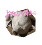 白柴ももたろう 4（個別スタンプ：23）