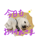 白柴ももたろう 4（個別スタンプ：26）