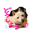白柴ももたろう 4（個別スタンプ：29）