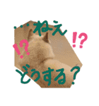 白柴ももたろう 4（個別スタンプ：30）