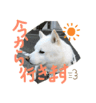 白柴ももたろう 4（個別スタンプ：34）