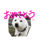 白柴ももたろう 4（個別スタンプ：37）