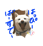 白柴ももたろう 4（個別スタンプ：39）