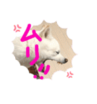 白柴ももたろう 4（個別スタンプ：40）