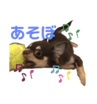チワワのきなこスタンプ（個別スタンプ：5）