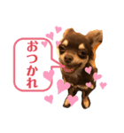 チワワのきなこスタンプ（個別スタンプ：12）